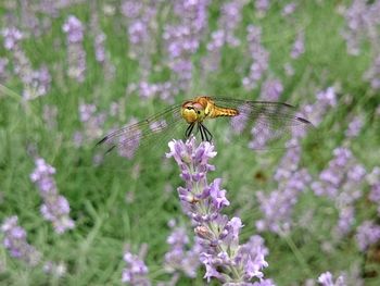 Close-up of bee perching on flower