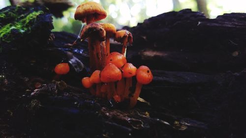 Close-up of orange mushrooms growing on tree