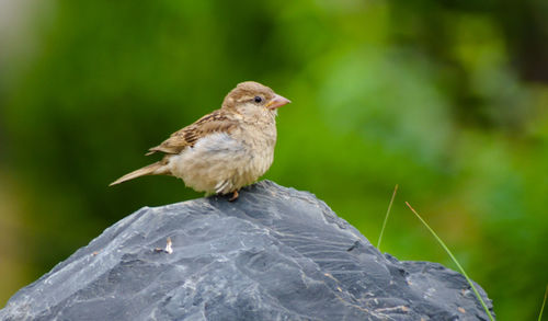 Close-up of bird perching