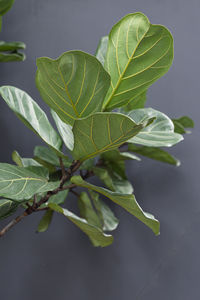 Close-up of plant leaves