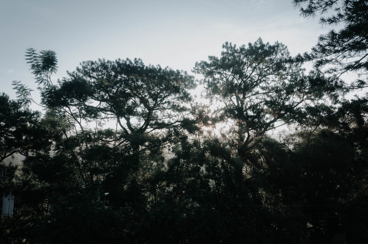 LOW ANGLE VIEW OF TREES AGAINST SKY