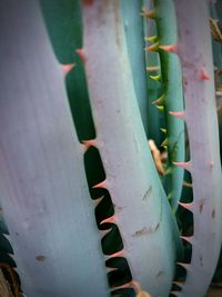 Full frame shot of succulent plant