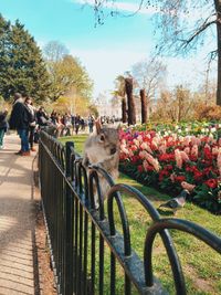 Close-up of squirrel on railing at park with people in background