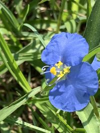 flowering plant