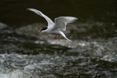 Bird flying over river