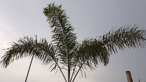 Low angle view of palm tree against clear sky