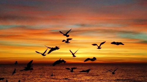 Silhouette birds flying over sea against sky during sunset