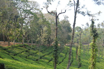 Trees growing in farm