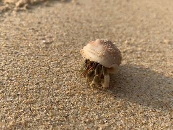 Close-up of shell on sand