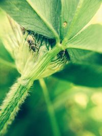 Close-up of plant