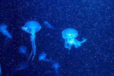jellyfish