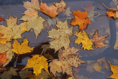 Close-up of dry leaves during autumn