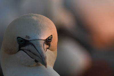 Close-up portrait of parrot