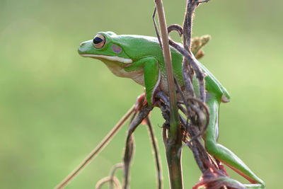 Close-up of frog on branch