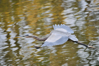 Bird flying over lake