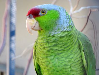 Close-up of a parrot