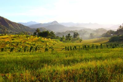 Scenic view of rice field against sky