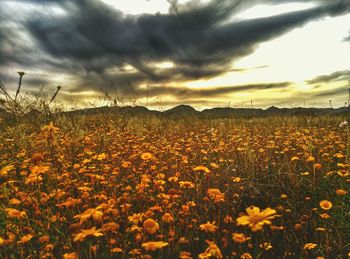 Scenic view of field against cloudy sky