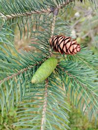 Close-up of pine cone on branch