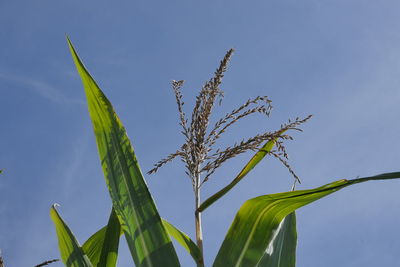 Low angle view of stalks against blue sky