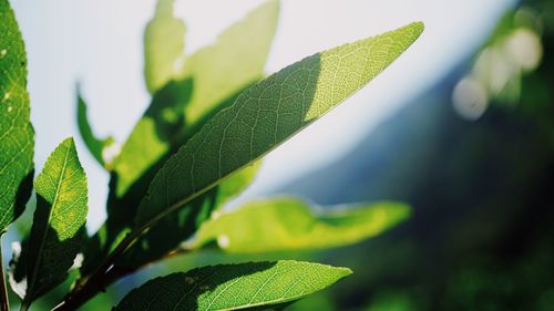 Close-up of fresh green leaves