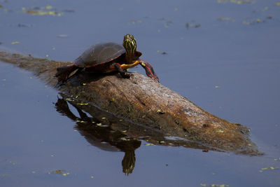 Close-up of turtle on a log in water