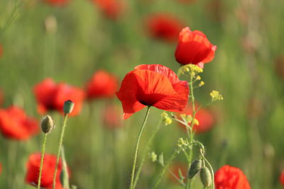 Close-up of red poppy flowers