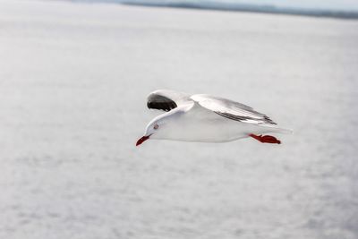 Seagull flying over sea