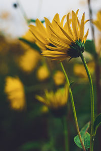 Close-up of yellow flowering plant