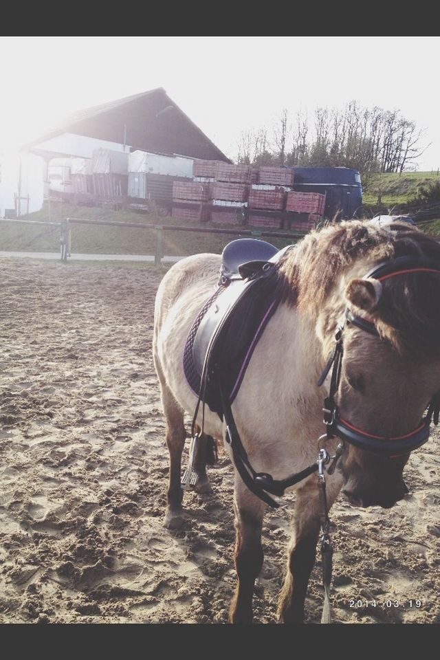 horse, domestic animals, animal themes, livestock, mammal, working animal, one animal, herbivorous, standing, bridle, animal head, field, side view, ranch, two animals, cow, fence, outdoors, animal body part, built structure