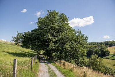 Trees on field against sky