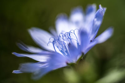 Close-up of purple crocus flower