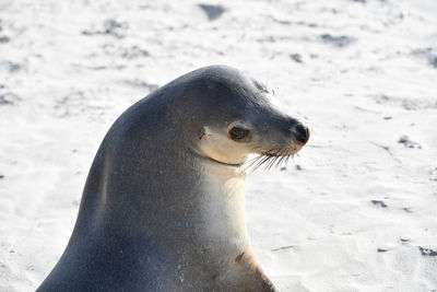 Close-up of sea lion