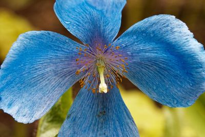 Close-up of purple iris flower