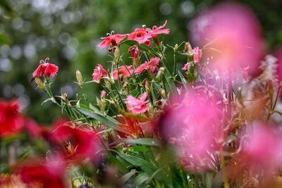 Close-up of pink flowers