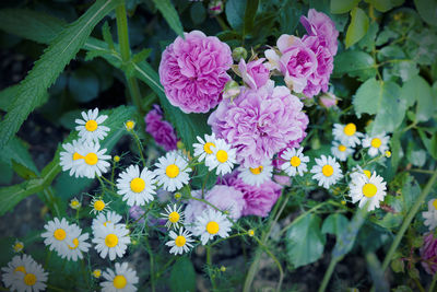 Close-up of flowers blooming outdoors