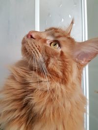 Close-up of a cat looking away