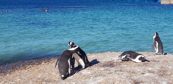 View of a bird on the beach