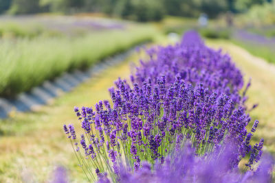 Close-up of purple flowering plant on field