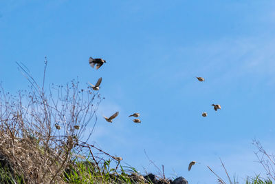 Low angle view of birds flying in sky