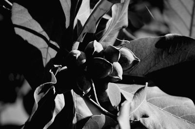 Close-up of flowers blooming outdoors