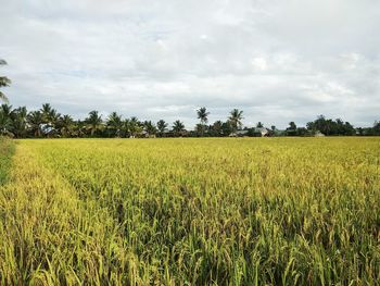 Scenic view of agricultural field against sky