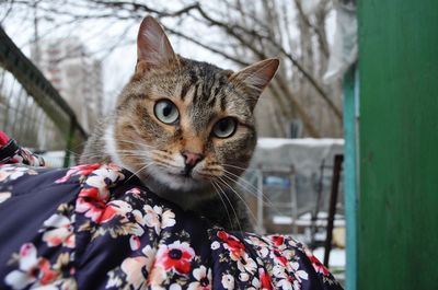 Close-up portrait of cat on tree