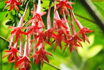 Close-up of red flowers