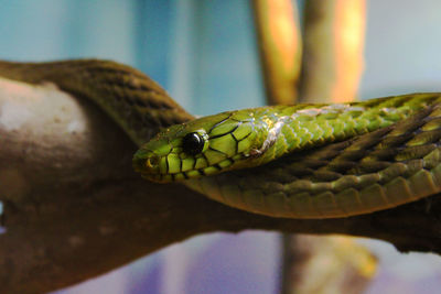 Close-up of snake on tree branch