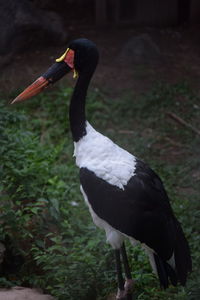 Close-up of a bird on field