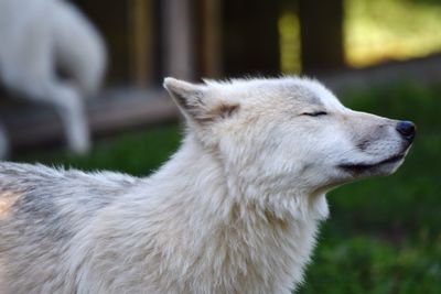 Close-up of dog with eyes closed standing on field