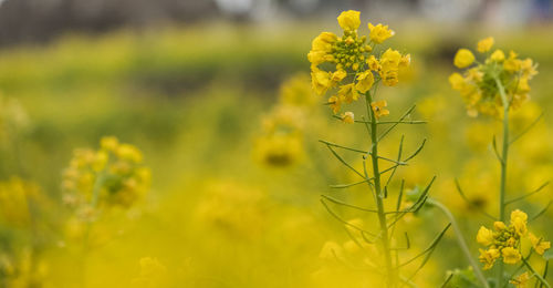 Close-up of yellow flowers growing in field