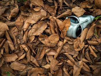 Directly above shot of mask amidst autumn leaves