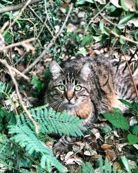 High angle portrait of a cat on field